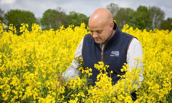 A man in a field of oilseed rape